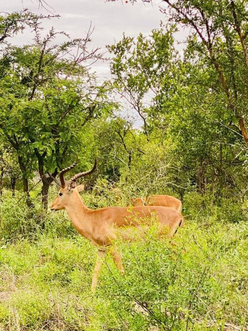 Wildheart Safari - Zesty Zebra Appartement Hoedspruit Buitenkant foto