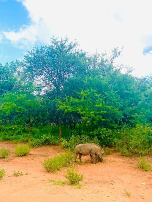 Wildheart Safari - Zesty Zebra Appartement Hoedspruit Buitenkant foto