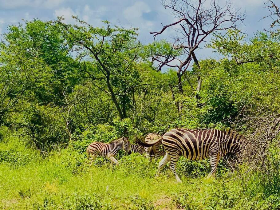 Wildheart Safari - Zesty Zebra Appartement Hoedspruit Buitenkant foto