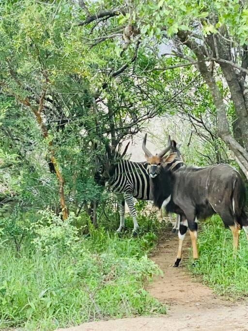 Wildheart Safari - Zesty Zebra Appartement Hoedspruit Buitenkant foto