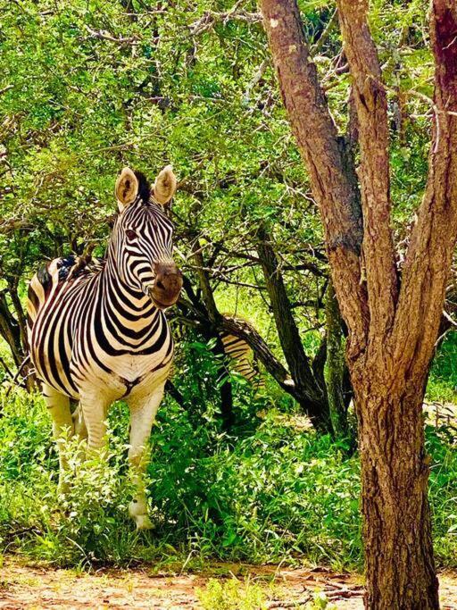 Wildheart Safari - Zesty Zebra Appartement Hoedspruit Buitenkant foto