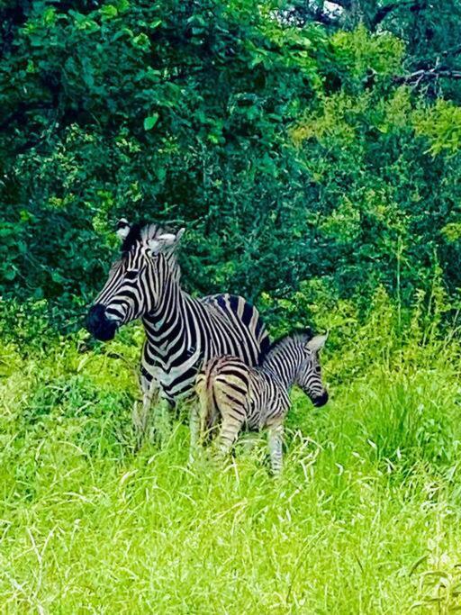 Wildheart Safari - Zesty Zebra Appartement Hoedspruit Buitenkant foto
